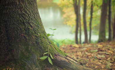 Bespravno posječena 3.894 kubika drveta