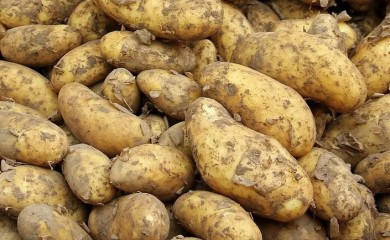 U subotu "Dani glamočkog krompira"