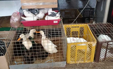 Održana izložba sitnih životinja u Prijedoru