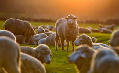Pojava bruceloze na području Istočnog Sarajeva