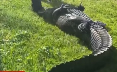 Ženu ubio aligator dok je izvlačila psa iz njegovih čeljusti