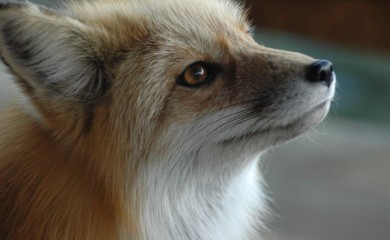 Žena u Srbiji zaražena od parazita koji prenosi lisica