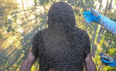 Turski pčelar želi u Ginisovu knjigu: Prekriće tijelo sa 65 kilograma pčela