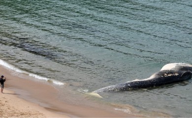 TASMANIJA: Više od 200 kitova se nasukalo na obalu