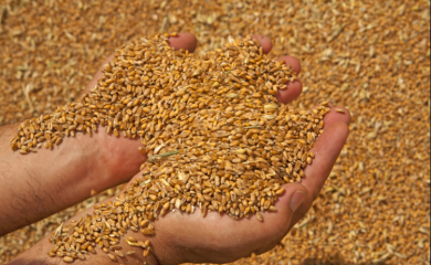 KRUPA NA UNI: Jesenja sjetva na 110 hektara