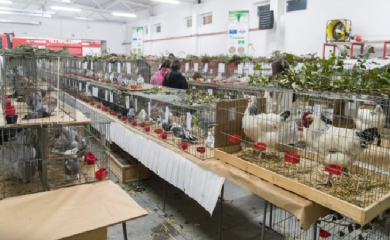 U Doboju otvorena 9. međunarodna izložba sitnih životinja