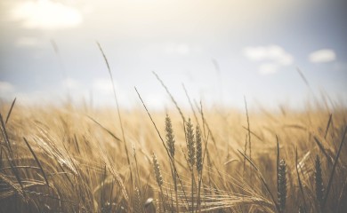 U Srpskoj zasijano više pšenice nego u Federaciji