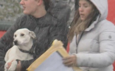 Psi preživjeli avionsku nesreću, proslijeđeni na usvajanje