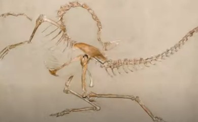 Otkriveno prvo nalazište dinosaurusa na istočnoj obali Istre