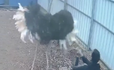 Nadzorne kamere zabilježile strašnu scenu: Nojevi napali farmera koji je došao da ih nahrani (VIDEO)