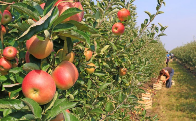 Dnevnica u voćnjaku i do 120 KM