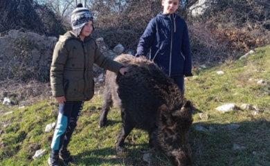 Slavko pripitomio divlju svinju: Tito je legenda, ne bih ga prodao ni za milion