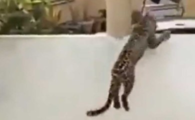 Dramatični snimci: Leopard jurio ljude, nastala opšta panika