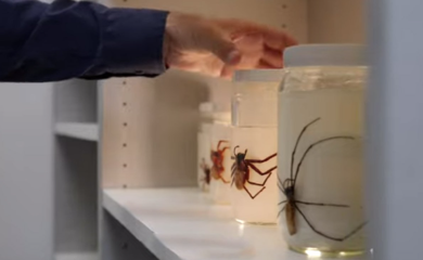 Naučnici otkrili novu vrstu velikog pauka (VIDEO)