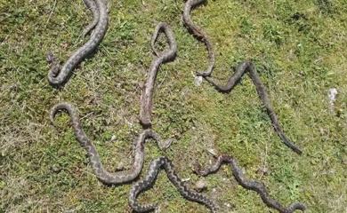 Užas u banjalučkom naselju: Slagao drva pa pronašao sedam poskoka