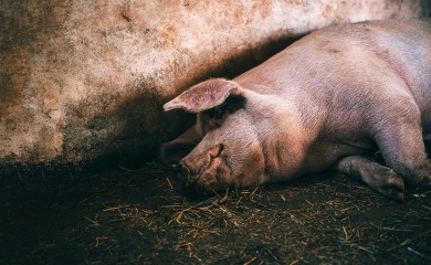 Potvrđena afrička kuga kod svinja u bijeljinskom selu