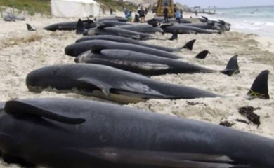 U Australiji uginulo 200 kitova, spasioci se bore za 35 preživjelih