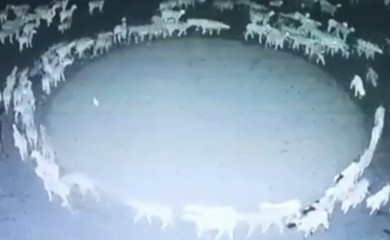 Riješeno misteriozno ponašanje ovaca koje su hodale u krug 12 dana (VIDEO)