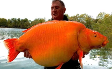 Upecao "Šargarepu" tešku 30 kilograma