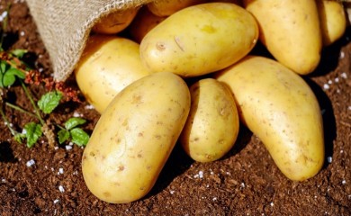 Kako čuvati krompir da ne proklija i da traje bar tri mjeseca