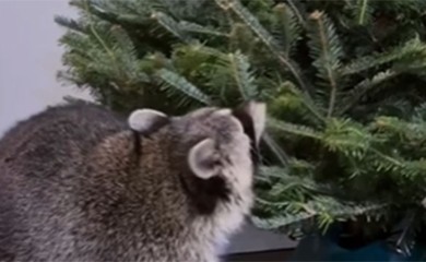 Hit reakcija rakuna kada je ugledao jelku