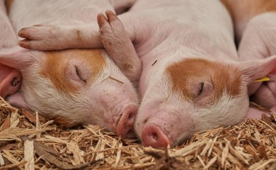 Istraživanja u završnoj fazi: Srce svinje će zamijeniti ljudsko, proba na majmunima