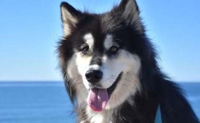 Mislili su da su udomili psa, a kad ga je vidio veterinar morao je da opsuje: „Šta ste ovo doveli“