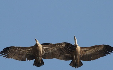 Bjeloglavi supovi na slobodi: Lajka i Nemanja ponovo krstare nebom