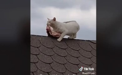 "Poznati lopov" oduševio društvene mreže