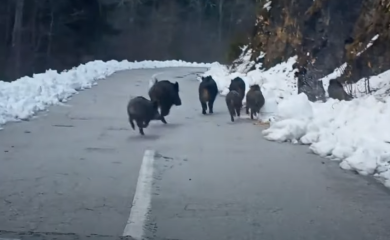 Krdo divljih svinja marširaju putem (VIDEO)