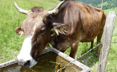 Bil Gejts uložio u startap koji se bavi podrigivanjem krava