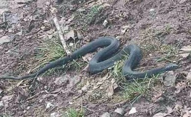 Zmija u januaru šokirala građane