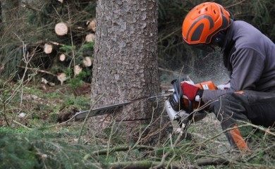 Isjekao šumu preminulog čovjeka