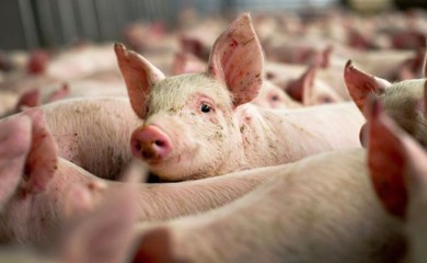 Problem preprodaja prasića: Afrička kuga svinja potvrđena na tri imanja u Lijevče polju