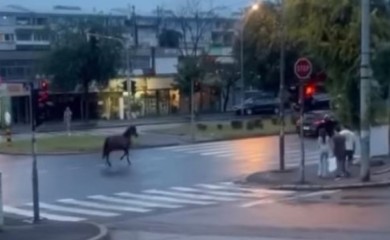 Neobične scene u Beogradu: Preplašeni konj trči ulicom punom automobila VIDEO