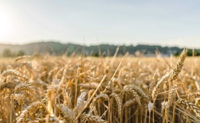 Mađarska će tražiti od EU da produži zabranu uvoza žita iz Ukrajine
