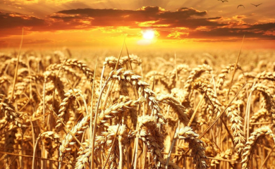 Bjelorusija zabranila izvoza žitarica