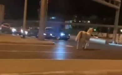 Bijeli konj galopirao Beogradom: “Dobićeš kaznu, to je suprotan smjer” VIDEO