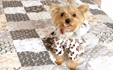 Psi ne vole da se maze po ovim dijelovima tijela