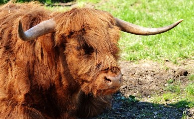 Bujica odnijela bika teškog 800 kg