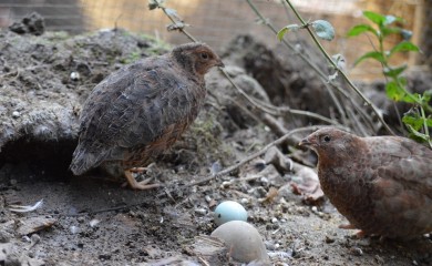 Počinje uništavanje 25.000 prepelica zbog ptičijeg gripa
