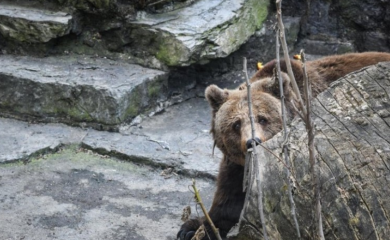 Drugi put u mjesec dana: Medvjed pobjegao iz zoo vrta