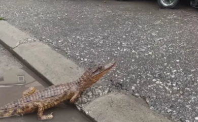 (VIDEO) DRAMA NASRED ULICE Krokodil u lokvi izazvao uzbunu, ovo niko nije očekivao