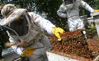 Barašin: Izuzetno teška godina za pčelare