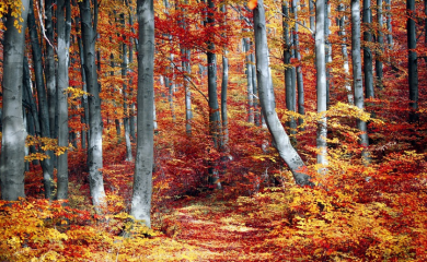 Bespravno sjekao šumu, pa završio iza rešetaka