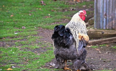 Živinari hoće veće podsticaje