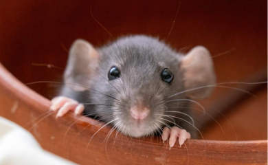 Pacovi pojeli 500 kilograma zaplijenjenog kanabisa