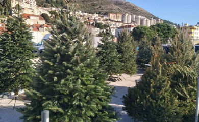 Visoka inflacija pogodila i cijene božićnih jelki
