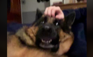 Broji više od 13 miliona pregleda: Pogledajte reakciju psa kada ga čovjek prestao češkati  (VIDEO)