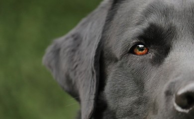 Pas upucao tridesetogodišnjeg muškarca, umro na licu mjesta